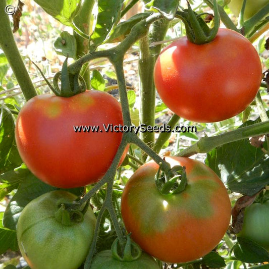 'Norduke' tomatoes.