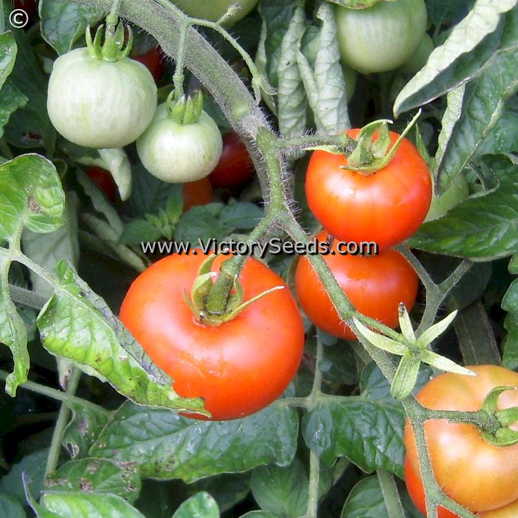 Norduke tomato fruits on the plant.