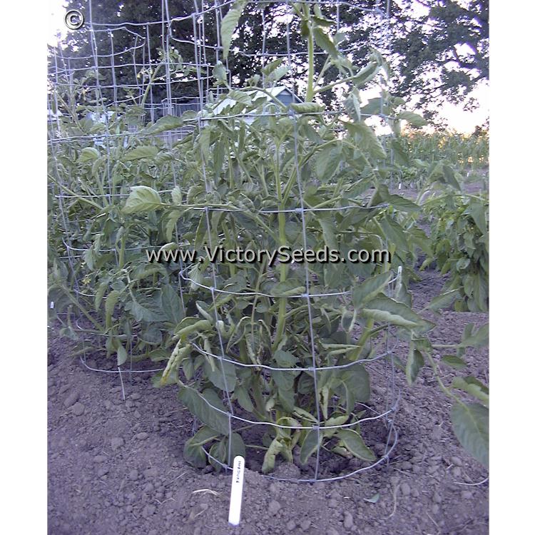 Norduke tomato plant.