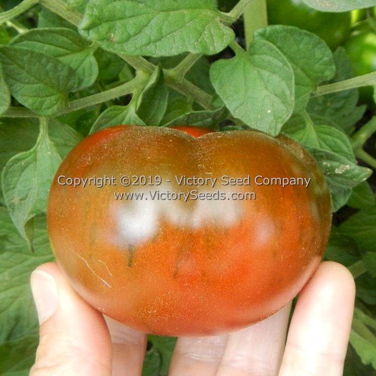 'Northern Elan' tomato.