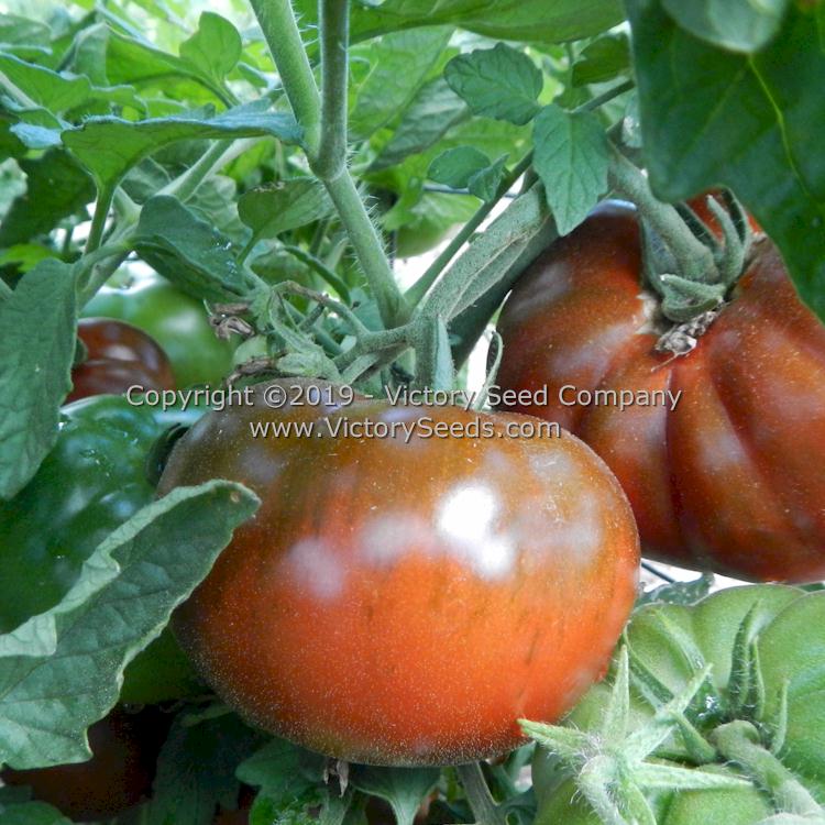 'Northern Elan' tomatoes.