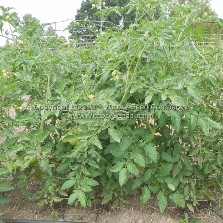 'Northern Elan' tomato plants.