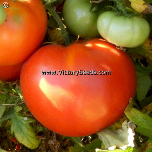 'Norton' tomatoes.