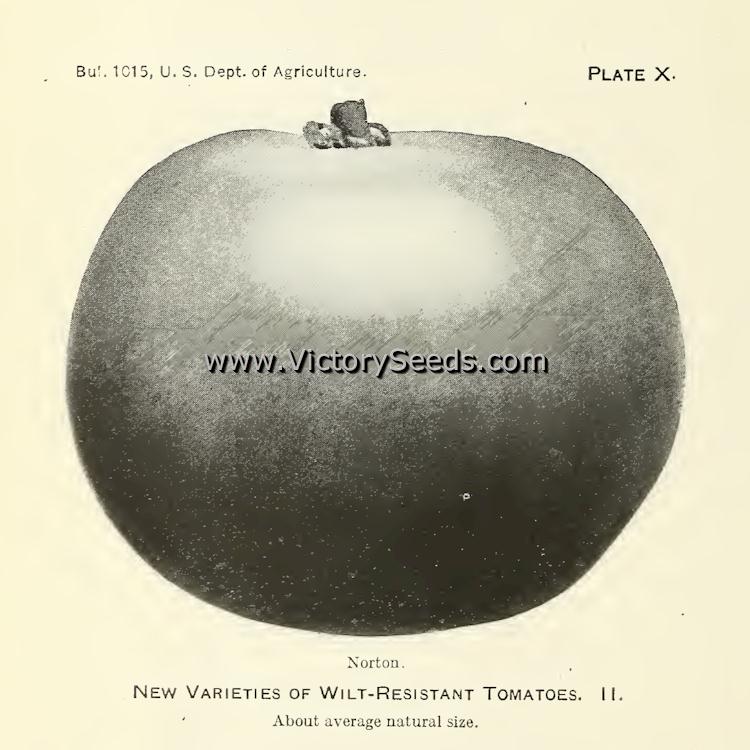 'Norton' tomato. Circa 1922 by Fred J. Pritchard.