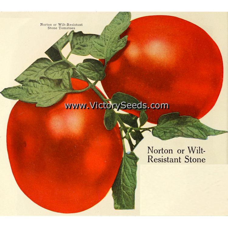 'Norton' tomatoes from a circa 1926 litho.