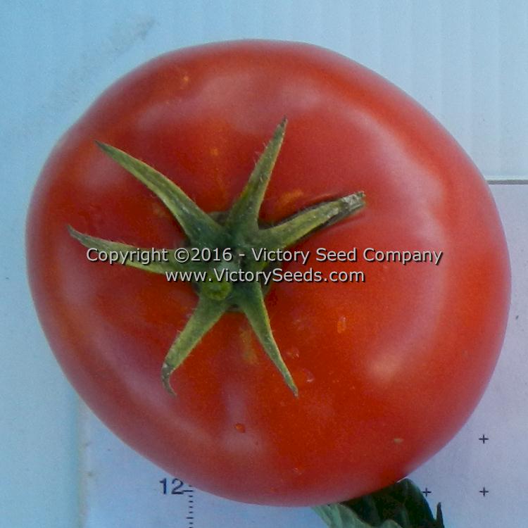 'Norton' tomato.