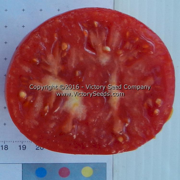 'Norton' tomato slice.