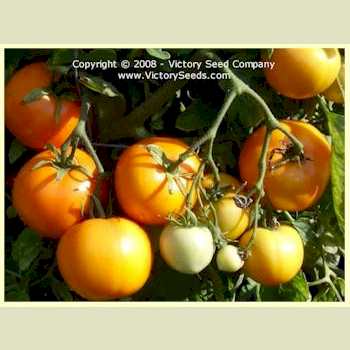 'Orange-1' tomatoes.