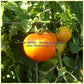 'Orange-1' tomatoes.