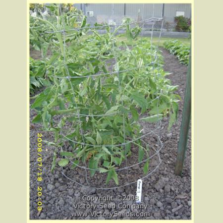 'Orange-1' tomato plant.