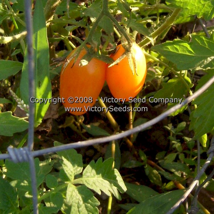 'Orange Banana' tomatoes.