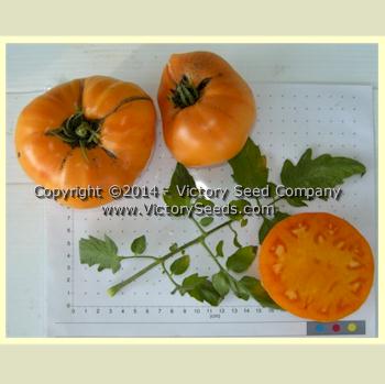 'Orange Heirloom' tomatoes.