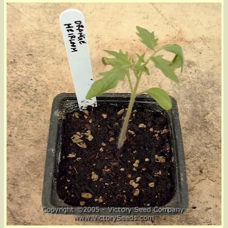 'Orange Heirloom' tomato seedlings.