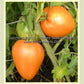 'Orange Strawberry' tomatoes.