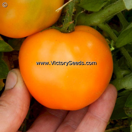 'Orange Tree' tomato.