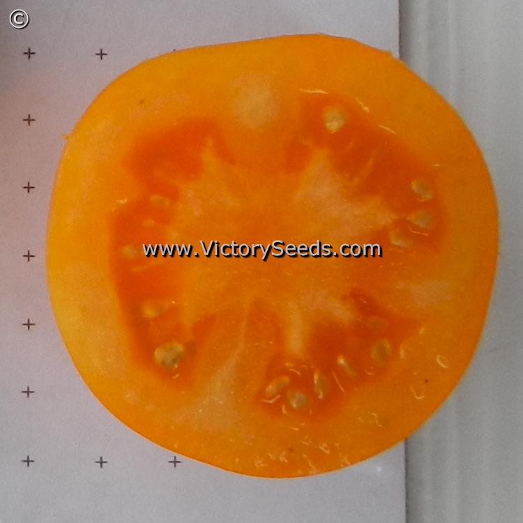 'Orange Tree' tomato slice.