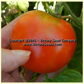 The 'Oregon Centennial' tomato.