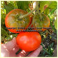 'Oregon Centennial' tomatoes.