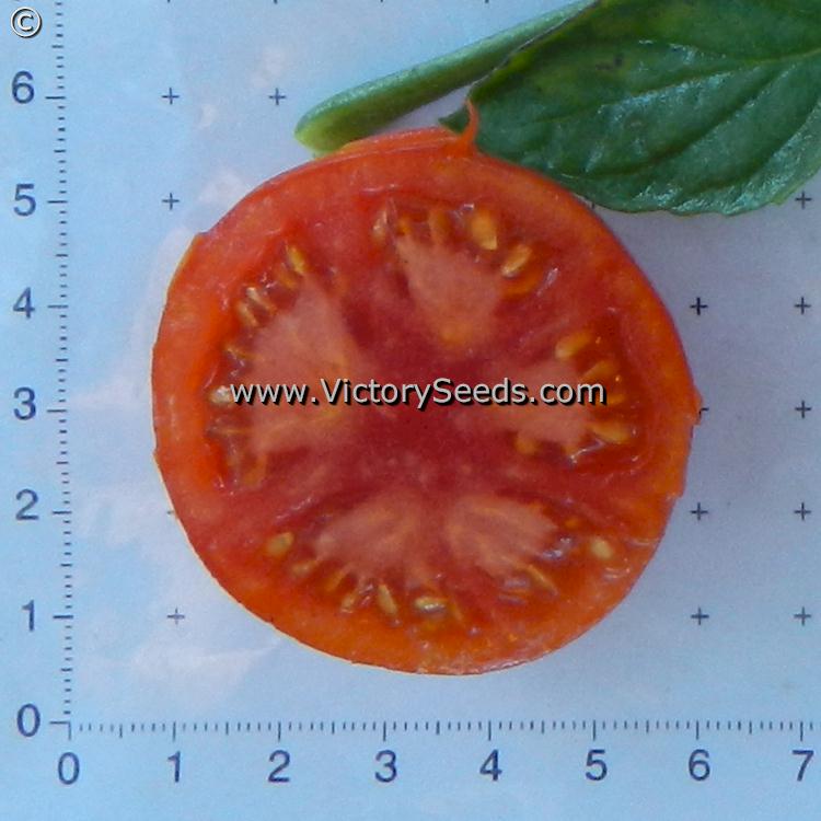 Oregon 11 (Oregon Eleven) tomato slice.