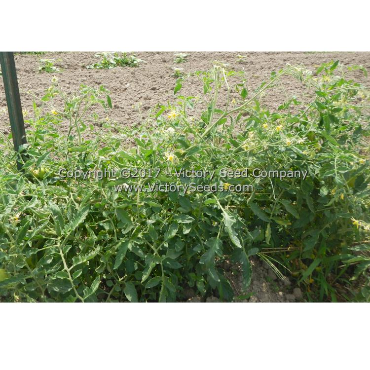 'Oregon Star' tomato plants.