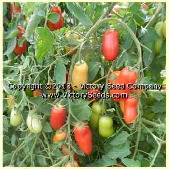 Oroma tomatoes on the plant . . . Very prolific.