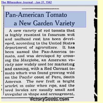'Pan America' tomato new release.