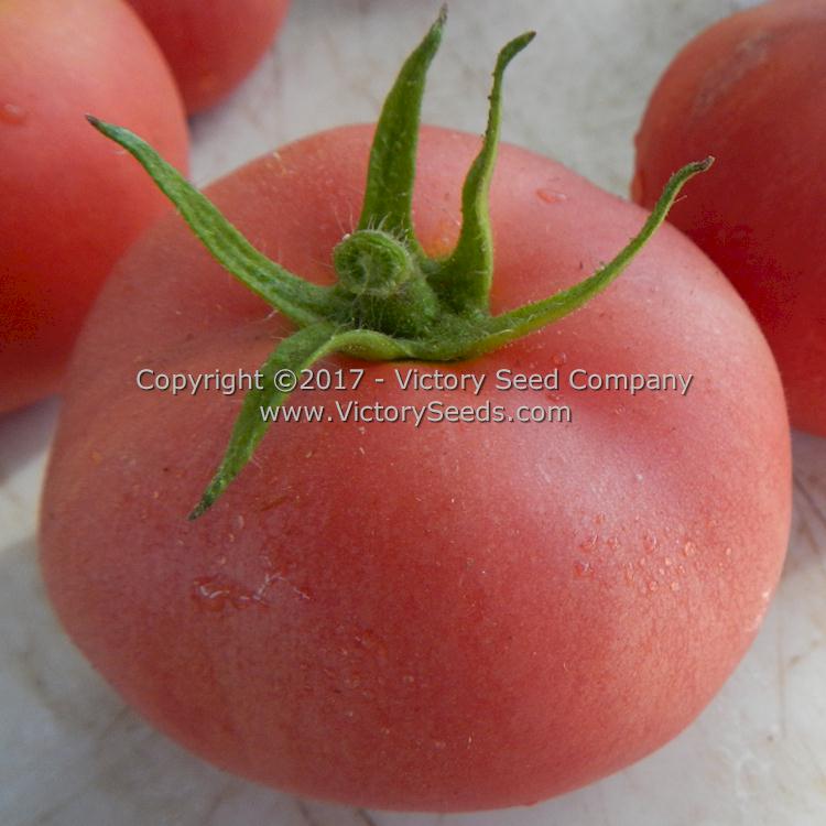 Sutton's 'Peach Blow' tomato.