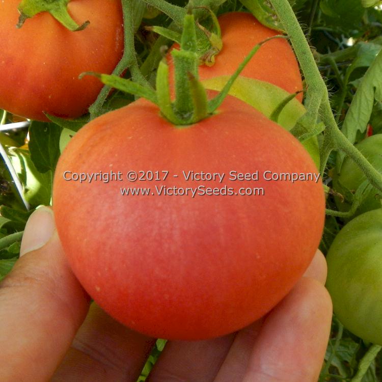 Sutton's 'Peach Blow' tomatoes.