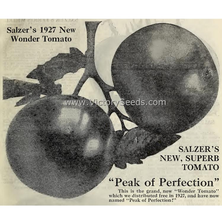 The introduction of 'Peak of Perfection' from the 1928 Salzer seed catalog.