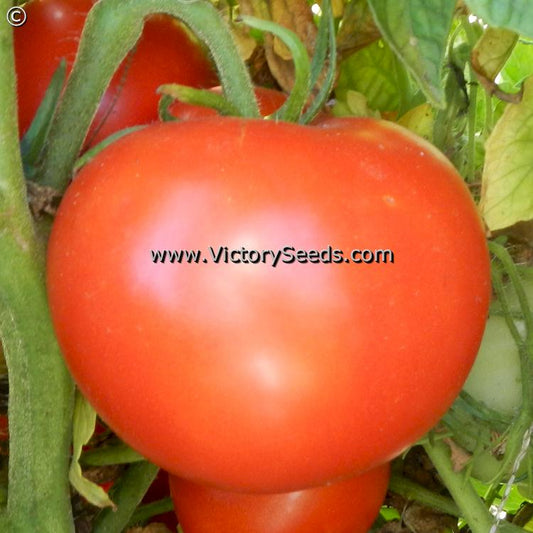 'Pearson Improved' tomato.
