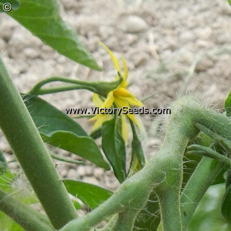 'Pearson Improved' tomato flower.