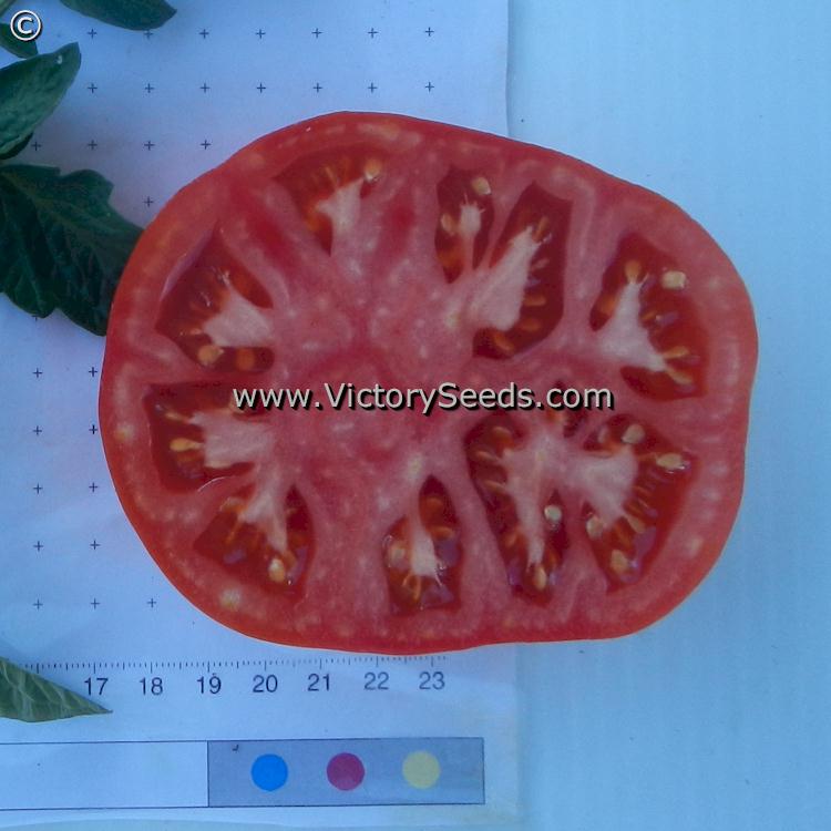 'Pearson Improved' tomato slice.