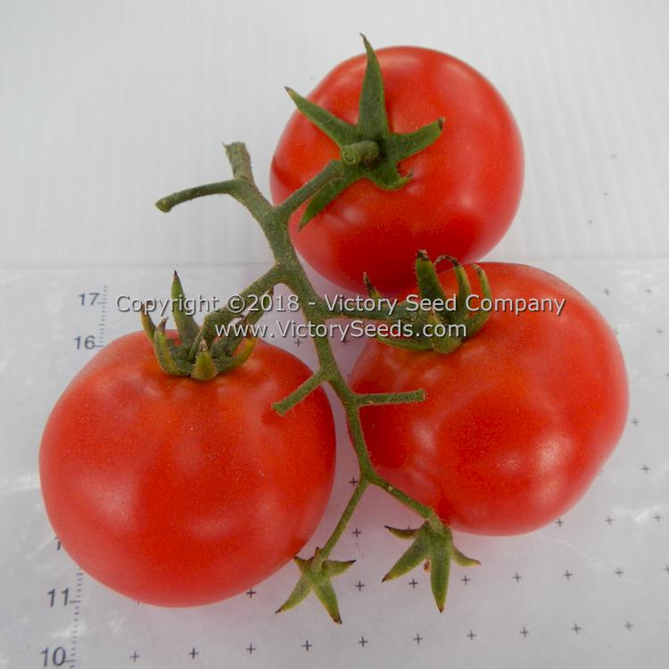 'Pearson' tomatoes.
