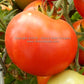'Pearson' tomato.
