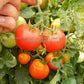 'Pearson' tomatoes.
