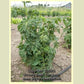 'Perth Pride' tomato plant.