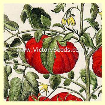 A 17th Century tomato fruit as illustrated in 1613 work entitled, "Hortus Eystettensis" by Basillius Besler of Nuremberg