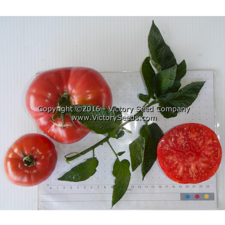 'Polish' tomatoes.