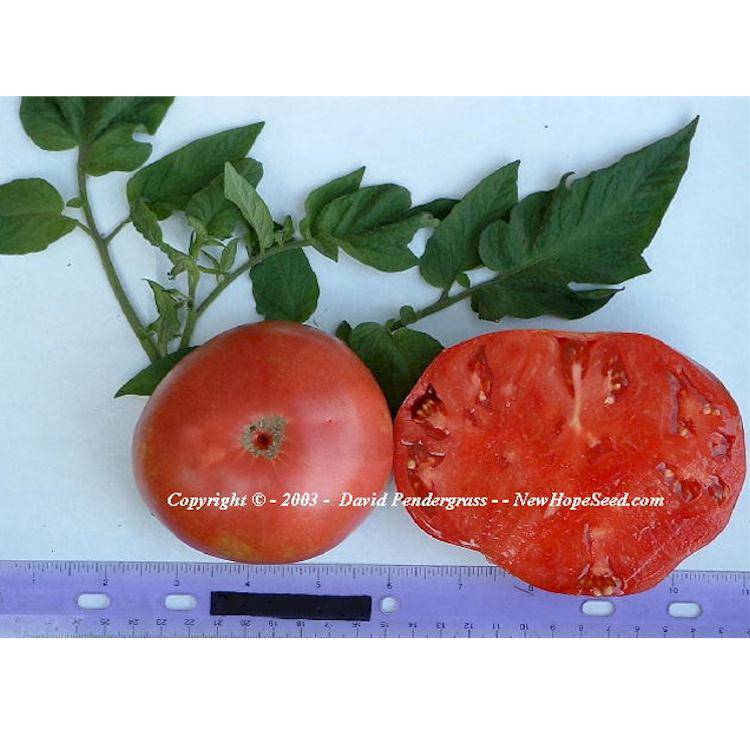 'Polish' tomatoes. Picture courtesy of David Pendergrass.