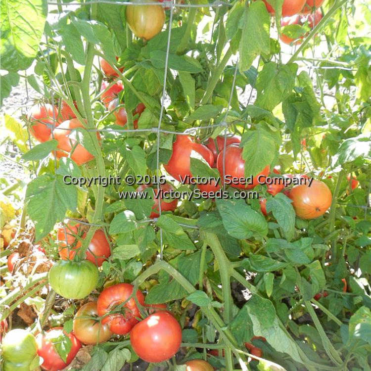 'Polish' tomatoes on the plant.