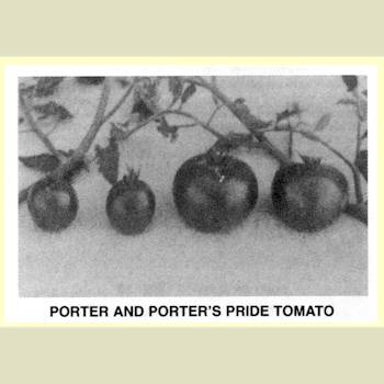 'Porter' versus 'Porter's Pride' tomatoes.