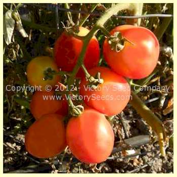 'Porter' tomatoes (after a frost).