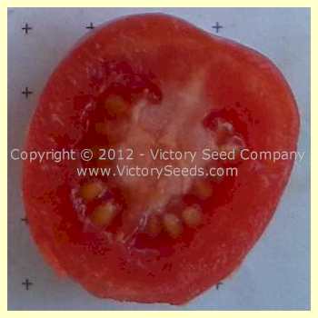 'Porter' tomato slice.