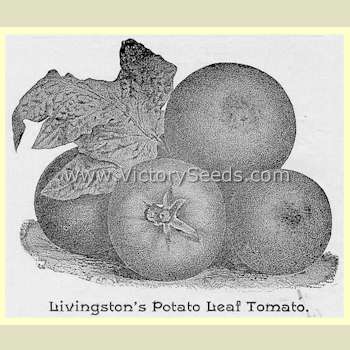'Potato Leaf' tomatoes from the 1888 Livingston seed catalog.