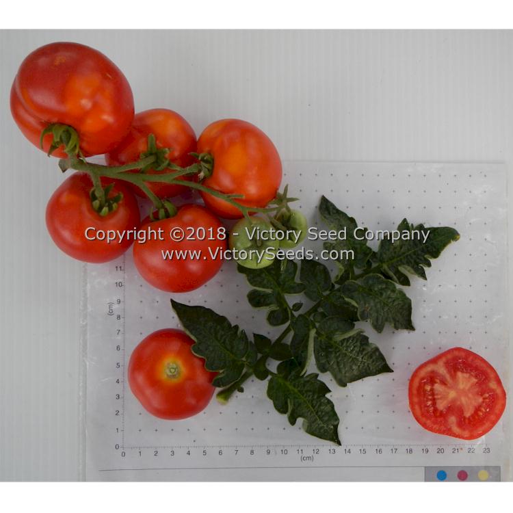 'Potentate' tomatoes.