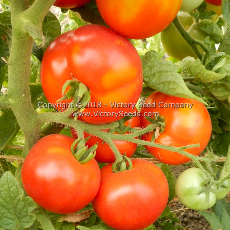 'Potentate' tomatoes.