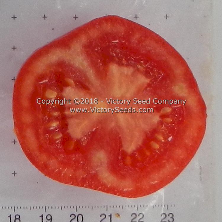 The inside of a 'Potentate' tomato.