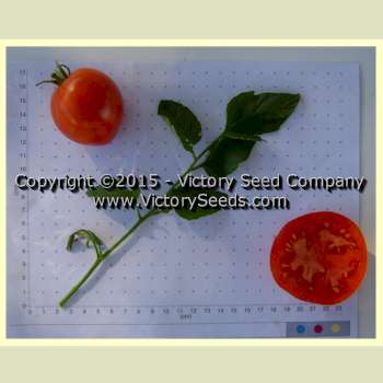 'Pr&#233;cocibec' tomatoes.