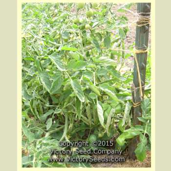 'Pr&#233;cocibec' tomato plant.