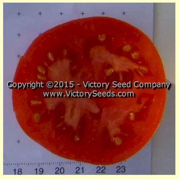 'Pr&#233;cocibec' tomato slice.